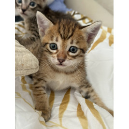 Chaton  savannah  F4 - loof sbt /ht de gamme / prestigieuse origines