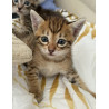 Chaton  savannah  F4 - loof sbt /ht de gamme / prestigieuse origines