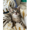 Chaton  savannah  F4 - loof sbt /ht de gamme / prestigieuse origines