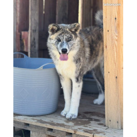 2 femelles akita inu LOF  & bringés - Prestigieuses Origines Japonaises