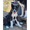 1 mâle et 1 femelle akita inu lof-prestigieuses origines - hautes lignées japonaise