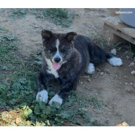 1 femelle akita inu lof-prestigieuses origines - hautes lignées japonaise