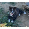 1 mâle et 1 femelle akita inu lof-prestigieuses origines - hautes lignées japonaise