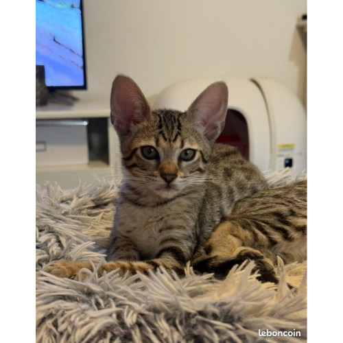 2 mâles  savannah F6 & SBT & Prestigieuses Origines & livraison partout en France 2 mâles  savannah F6 & SBT & Prestigieuses Origines & livraison partout en France