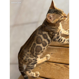 💎✨ Chatons Bengal Snow & Brown – Qualité Expo ⭐ D’exception, Origines Prestigieuses ✨💎