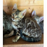 💎✨ Chatons Bengal Snow & Brown – Qualité Expo ⭐ D’exception, Origines Prestigieuses ✨💎