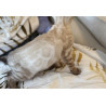 💎✨ Chatons Bengal Snow & Brown – Qualité Expo ⭐ D’exception, Origines Prestigieuses ✨💎