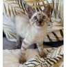 💎✨ Chatons Bengal Snow & Brown – Qualité Expo ⭐ D’exception, Origines Prestigieuses ✨💎