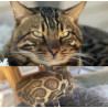 💎✨ Chatons Bengal Snow & Brown – Qualité Expo ⭐ D’exception, Origines Prestigieuses ✨💎