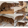 💎✨ Chatons Bengal Snow & Brown – Qualité Expo ⭐ D’exception, Origines Prestigieuses ✨💎