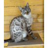 💎✨ Chatons Bengal Snow & Brown – Qualité Expo ⭐ D’exception, Origines Prestigieuses ✨💎