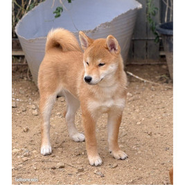 2 mâles et 1 femelle shiba inu LOF & Prestigieuses Origines japonaises
