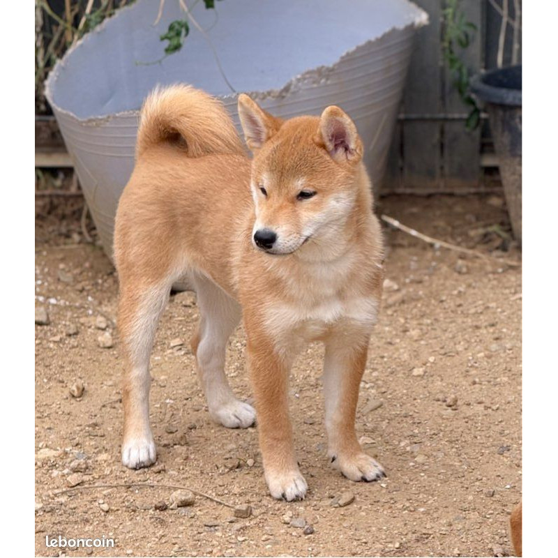 2 mâles et 1 femelle shiba inu LOF & Prestigieuses Origines japonaises