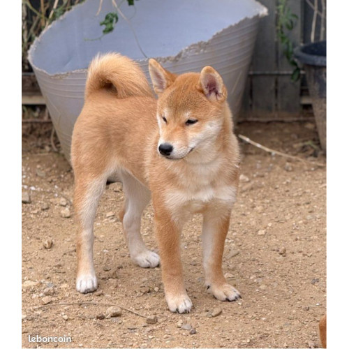 2 mâles et 1 femelle shiba inu LOF & Prestigieuses Origines japonaises