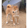 2 mâles et 1 femelle shiba inu LOF & Prestigieuses Origines japonaises