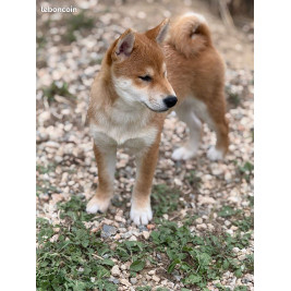 2 mâles shiba inu LOF & Prestigieuses Origines japonaises