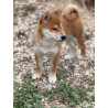 2 mâles et 1 femelle shiba inu LOF & Prestigieuses Origines japonaises