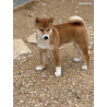 2 mâles et 1 femelle shiba inu LOF & Prestigieuses Origines japonaises