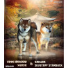 2 mâles et 1 femelle shiba inu LOF & Prestigieuses Origines japonaises