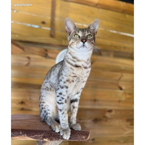 1 Mâle et 4 Femelles 🐾 Chatons Savannah F5 – Look sauvage et origines prestigieuses 😻 1 Mâle et 4 Femelles 🐾 Chatons Savannah F5 – Look sauvage et origines prestigieuses 😻