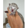 1 Mâle et 4 Femelles 🐾 Chatons Savannah F5 – Look sauvage et origines prestigieuses 😻 1 Mâle et 4 Femelles 🐾 Chatons Savannah F5 – Look sauvage et origines prestigieuses 😻