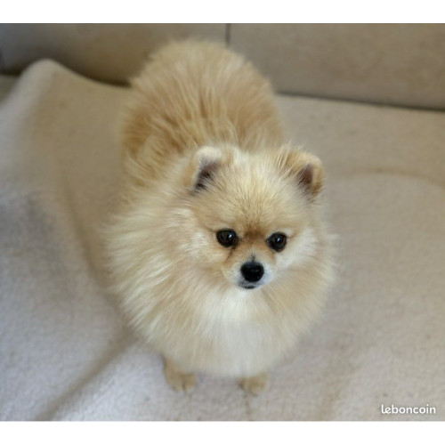 1 Spitz nain LOF mâle – Prestige & Origines russes, mini gabarit ✨🐾 1 Spitz nain LOF mâle – Prestige & Origines russes, mini gabarit ✨🐾