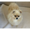1 Spitz nain LOF mâle – Prestige & Origines russes, mini gabarit ✨🐾 1 Spitz nain LOF mâle – Prestige & Origines russes, mini gabarit ✨🐾