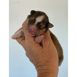 1 femelle Berger Shetland LOF – Lignées de prestige, couleur fauve ✨🐾