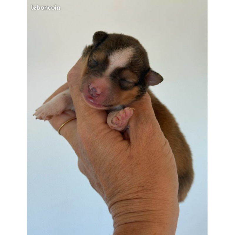 1 femelle Berger Shetland LOF – Lignées de prestige, couleur fauve ✨🐾