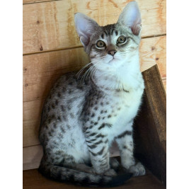 2 mâlesSavannah & F5 & LOOF & SBT & Prestigieuses origines & Livraison partout en France