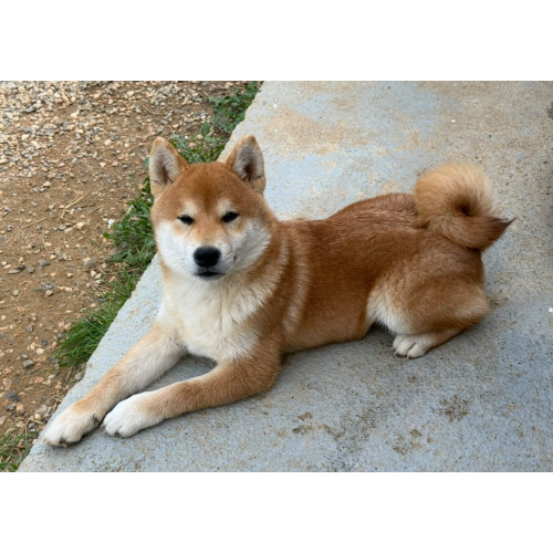 Mâle shiba inu LOF & Prestigieuses Origines japonaises