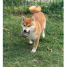 Mâle shiba inu LOF & Prestigieuses Origines japonaises