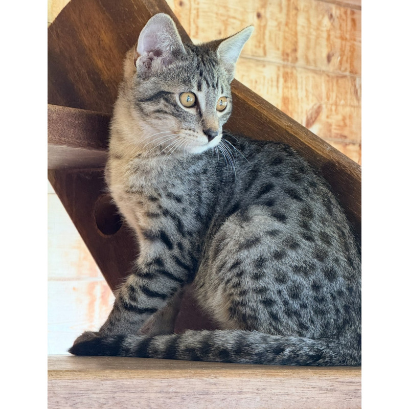 Chaton savannah f6 & femelle et mâle F4 - loof sbt /ht de gamme / prestigieuse origines