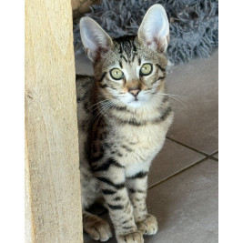 5 mâles et une femelle savannah F6 & SBT & Prestigieuses Origines & livraison partout en France