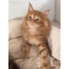 2 mâles Maine coon loof polidactyle - gros gabarit - prestigieuses origines
