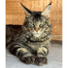2 mâles Maine coon loof polidactyle - gros gabarit - prestigieuses origines