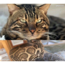 2 mâles 🐾 Chatons Bengal haut de gamme – Lignées sélectionnées et tempérament parfait ✨