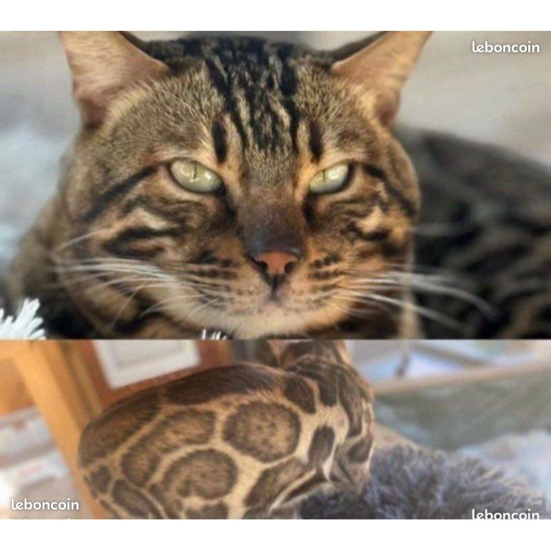 2 mâles 🐾 Chatons Bengal haut de gamme – Lignées sélectionnées et tempérament parfait ✨