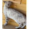 2 mâles 🐾 Chatons Bengal haut de gamme – Lignées sélectionnées et tempérament parfait ✨