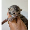 2 mâles 🐾 Chatons Bengal haut de gamme – Lignées sélectionnées et tempérament parfait ✨