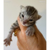 2 mâles 🐾 Chatons Bengal haut de gamme – Lignées sélectionnées et tempérament parfait ✨