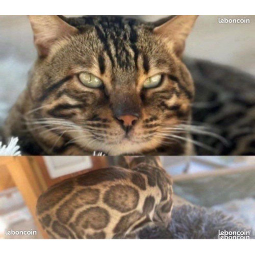 1 mâle et 2 femelles Bengal Snow & Brown – Lignées prestigieuses – Livraison partout en France 🚚