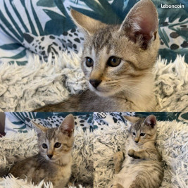 1 Mâle et 1 Femelle🐾  Savannah F5 – Look sauvage et origines prestigieuses 😻