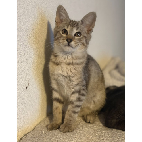 1 Mâle et 1 Femelle🐾  Savannah F5 – Look sauvage et origines prestigieuses 😻