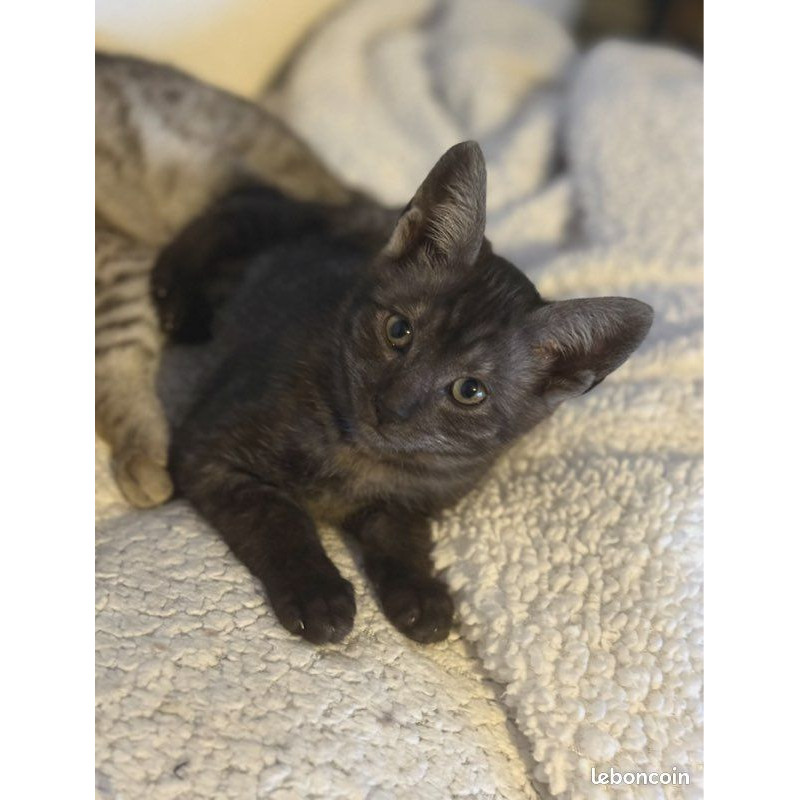 1 Mâle et 4 Femelles 🐾 Chatons Savannah F5 – Look sauvage et origines prestigieuses 😻