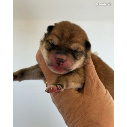 4 mâles Shiba Inu LOF, Lignées japonaises prestigieuses, Couleurs rares