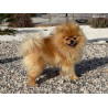 1 mâle Spitz Nain Poméranien LOF type ourson 🧸 – Prestigieuses origines russes