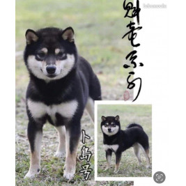 3 mâles et 1 femelle Mame Shiba Inu roux – Lignée japonaise, mini gabarit – Livraison partout en France 🦊