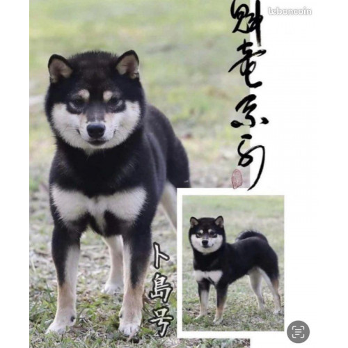 3 mâles et 1 femelle Mame Shiba Inu roux – Lignée japonaise, mini gabarit – Livraison partout en France 🦊