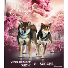 4 mâles Shiba Inu LOF - Lignées japonaises prestigieuses - Couleurs rares